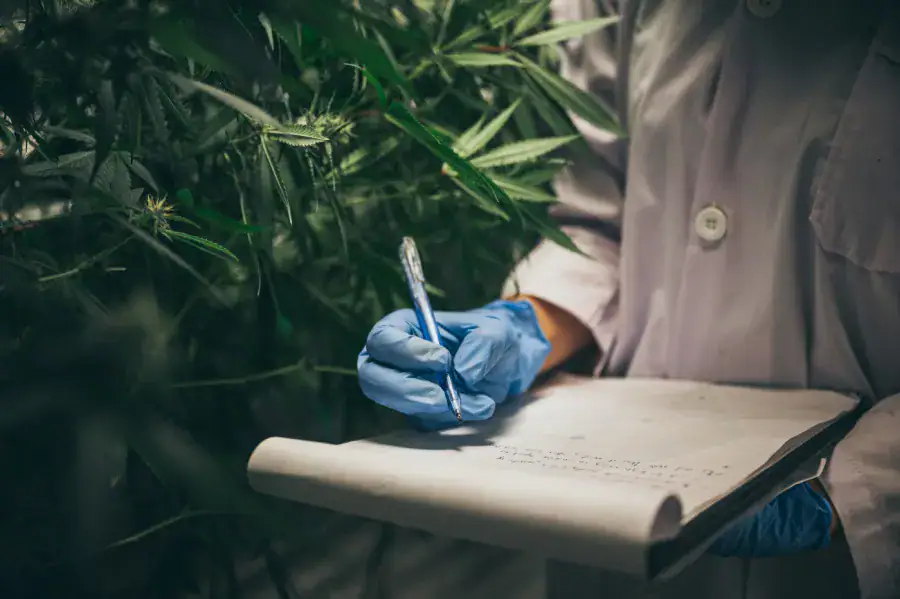 Einsatzmöglichkeiten von Cannabidiol – Übersichtsstudie zu therapeutischen Chancen und Grenzen